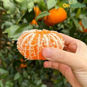 온미락 윈터프린스 제주 토종 감귤 중과 3kg(16-20과) 고당도 선별 산지직송