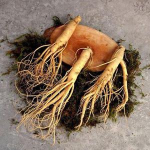 갤러리아_[더조은] 세척 풍기인삼 6년근 수삼 (중삼계) 500g 벌크