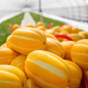 갤러리아_[식탁이야기] 경북 성주 고당도 꿀 참외 소과 5kg(25-35과)