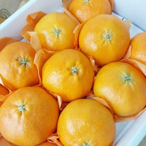 고당도 제주 레드향 중대과 3kg 가정용 (7-15과)