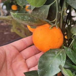 제주 비가림 하우스 감귤 1.5kg 소과 2S-S