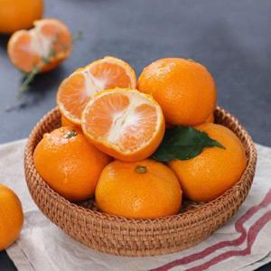 갤러리아_[스윗베러] 불로초 감귤 3kg 내외 (35~45과)