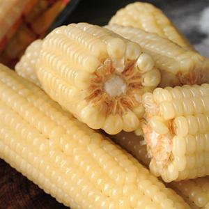 [자연품애] 냉동 백찰옥수수 10입 특대