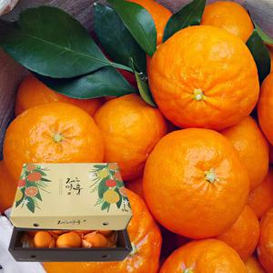 [선물포장] 달콤한 제주 선물용 레드향 3kg (7~16과 내외)