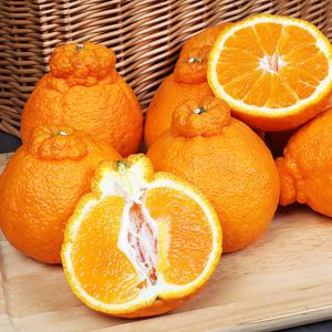 현가원 서귀포 못난이 한라봉 10kg (실속형 혼합과)