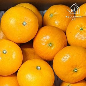 [웰굿] 제주직송 천혜향 레드향 혼합 2kg(8-10과내외,중과)