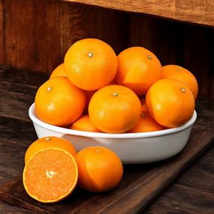 현가원 서귀포 천혜향 10kg (실속형, 70과 내외, 실중량)