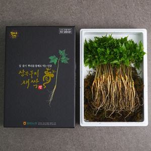[장성황룡농협]국내산 새싹삼 100뿌리 (20cm내외)