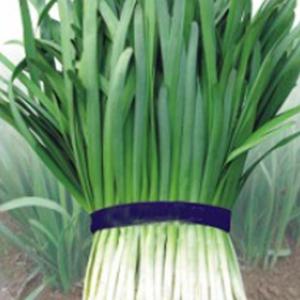 베란다텃밭 호부추 부추 셀러드 야채 채소 씨 종자 씨앗 2000립