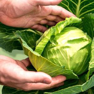 제주도 햇 미니양배추 3kg