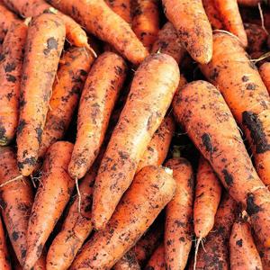 [자연맛남 당근] 국내산 햇 당근 10kg (주스용)