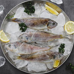 국내산 반건조 참조기 1.5kg 18-27미 (500gx3팩/가정용/파지)