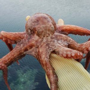 통영직송 자연산 활 돌문어 2kg(1~6미) / 얼음포장