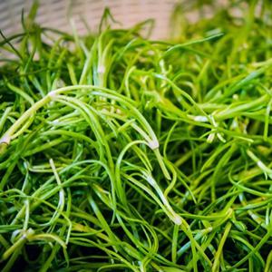 국내산 세발나물 4kg