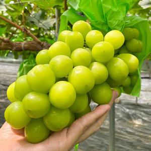 [오늘의과일] 고당도 망고포도 실속 샤인머스캣 2kg(3~5송이)