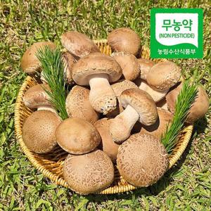 [무농약] 산지직송 충북 생 송화버섯 500g(실속,중)