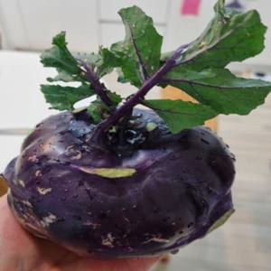 [팜보스]제철 국내산 제주 햇콜라비 아삭한 특상품 산지직송  5kg (정품혼합과)