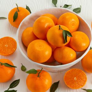 [제주직송] 고당도 천혜향 가정용 3kg 중과