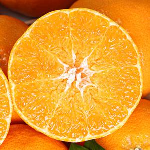 [제주직송] 달콤한 가정용 레드향 5kg 중과