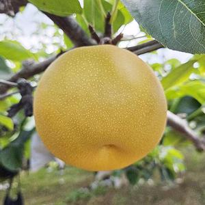 국내산 나주 신고배 7.5kg 선물용