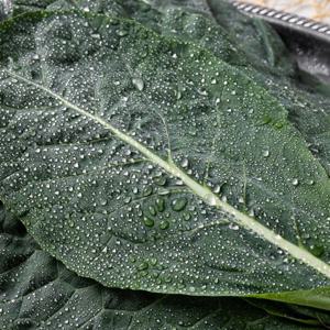 당일 수확 국내산 GAP인증 쌈용 케일 2kg