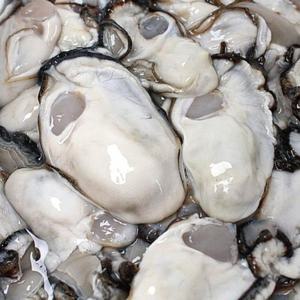 통영생굴 2kg  손질한 생굴 바다의우유 싱싱한굴 굴요리 굴전