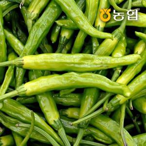 [농협] 신선한 꽈리고추 1kg