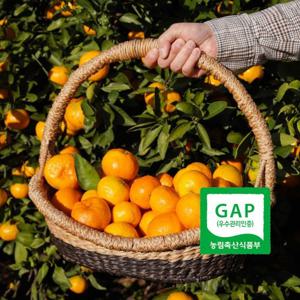 서귀포 GAP인증 AI당도선별 노지 하우스 감귤 10kg 쪼꼴락 2S 맛있는 올레길 감귤 산지직송 제철 과일 LD
