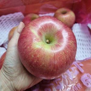 갤러리아_밀양 얼음골 부사사과 3kg 특대과(7과내외)