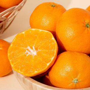 [더조은] 제주직송 레드향 가정용(실중량) 18과 내외 / 2.5kg