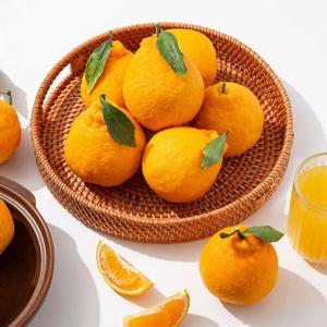 [미식한가] 제주 서귀포 노지 한라봉 (혼합과) 10kg