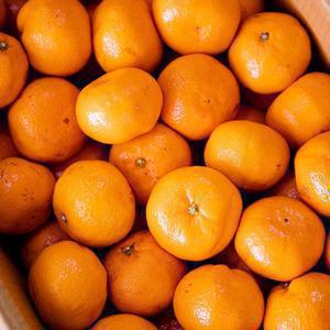 제주도 조생 감귤 산지발송 10kg