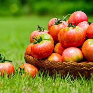 [APP전용] 완숙 찰토마토 2kg 5kg