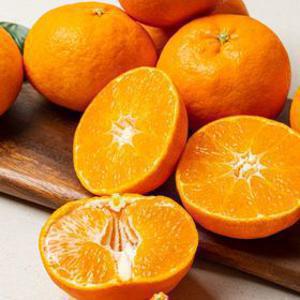 제주 14brix당도선별 하우스 레드향 2kg 수량 2개구매시 4.5kg발송