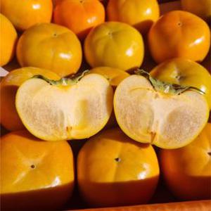 단감 태추 부유 고당도 감 차량 진영 창원