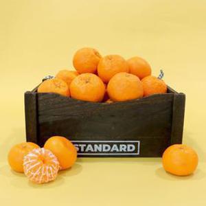 [신품종] 겨울의왕자, 제주산지직송 윈터프린스 로얄과사이즈