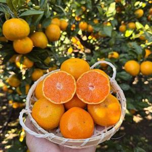 [제주산지발송] 당도높은귤(14브릭스 이상 보장) 프리미엄 노지 귤/타이벡 귤 밀감 1.5kg, 2.5kg, 5kg