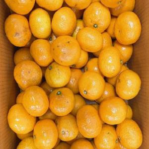 [재구매율1위] 당도선별 제주 감귤 2kg 5kg 10kg 최상품 특품