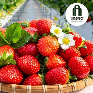 [선착순17,660원] 농장직송 김천 설향딸기 1kg (30구 x 2팩)