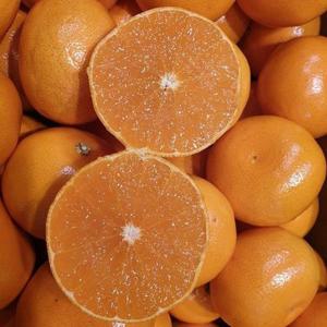 제주직송 천혜향5kg(가정용) 20과 내외