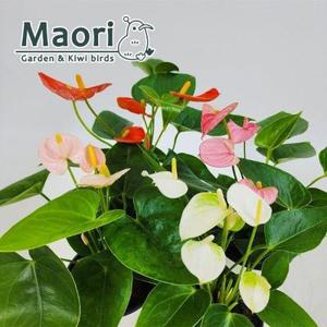 안시리움미니 안스리움 미니종 사계절피는꽃 관엽 인테리어 실내공기정화식물 대성식물