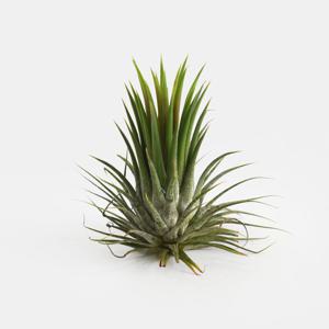 이오난사 스트릭타 대형 먼지먹는 공기정화 식물