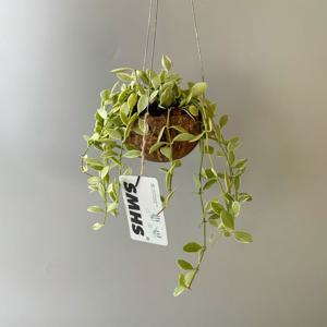 디시디아 화이트 코코넛 미니볼 화분 - 행잉플랜트 공중 걸이식물 플랜테리어