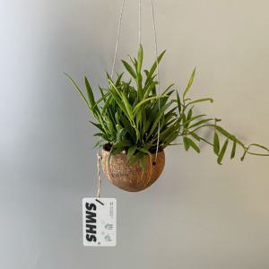 디시디아 필리핀 코코넛 미니볼 화분 - 행잉플랜트 공중 걸이식물 플랜테리어