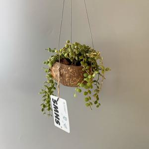 디시디아 버튼 코코넛 미니볼 화분 - 행잉플랜트 공중 걸이식물 플랜테리어