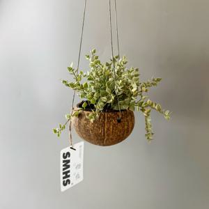 디시디아 밀리언하트 바리에가타 코코넛 미니볼 화분 - 행잉플랜트 공중 걸이식물 플랜테리어