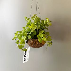 디시디아 애플 코코넛 미니볼 화분 - 행잉플랜트 공중 걸이식물 플랜테리어