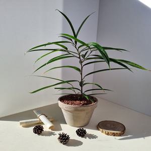 알리고무나무 중품 - 플랜테리어 집꾸미기 이사선물 입주화분 식집사