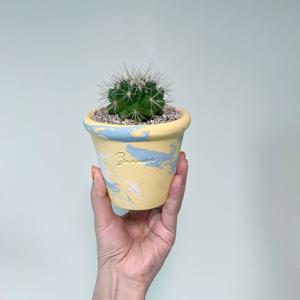 금호 선인장 금전운이 들어오는 개업화분 미니화분 핸드메이드 토분S