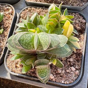 자보금 2호 가스테리아 무늬 다육식물 금다육 인테리어 화분 공기정화 반려식물